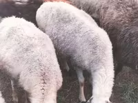 میش, گوسفند — عکس 4