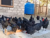 Australorp — zdjęcie 3
