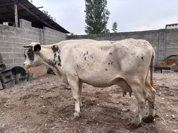 ላም, Holstein breed