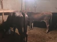 ወንድ በሬ, Cattle — ፎቶ 2
