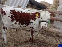 Kuh, Simmental cattle — Foto 2