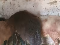 Montone, Rhon sheep — foto 3
