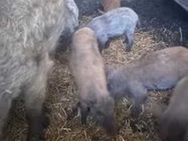 Babi (lot, jantina tidak dinyatakan), Мангалица