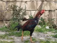 Bantam japonez — foto 2