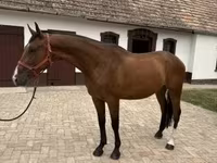 اسب نر, Hungarian horse breed — عکس 4