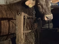 Býk, Swiss cattle — foto 5