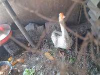 Geese — foto 2