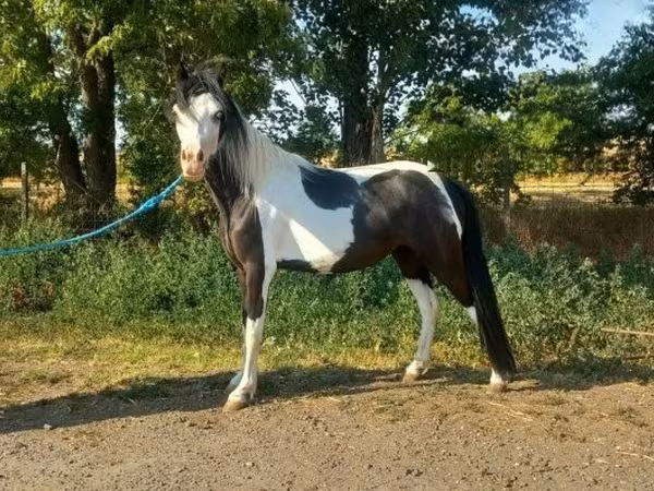 母马, Horses