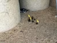 Ducks — foto 5