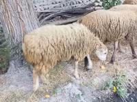 Bélier, Moutons — photo 1