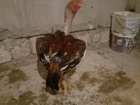 Chickens — 사진 1