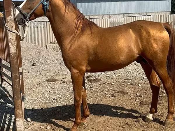 Aygʻir, Russian Don