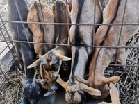 بز ماده, بز — عکس 3