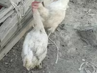 Chickens — foto 4
