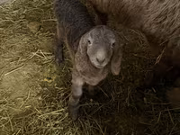 Berbec, Arashan sheep — foto 5