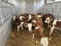 Бик, Simmental cattle — фото 3