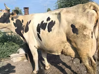 Krava, Swiss cattle — fotografija 5