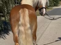 Koń, Haflinger — zdjęcie 1