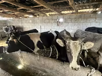 Lembu jantan, Cattle — foto 3