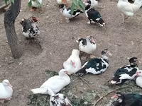 Ducks — foto 2