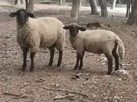 قوچ, White Suffolk sheep — عکس 1