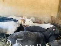 숫양, Arashan sheep — 사진 1