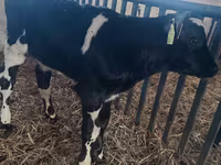วัวตัวผู้, Russian Black pied cattle — รูปภาพ 2