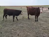 Уй, Симментал тукуму — сүрөт 1