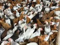 Chickens — foto 3