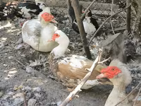 Muscovy domestica — foto 2