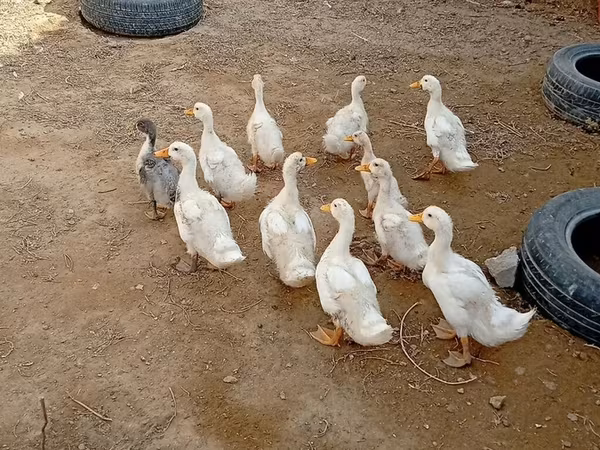 Ducks