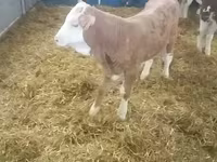 Byk, Simmental cattle — zdjęcie 2