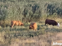 Үнээ, Simmental cattle — 1 зураг