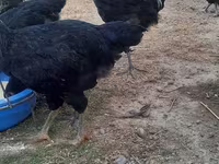 Chickens — عکس 2