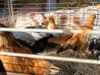 Japanese Bantam — акс 6