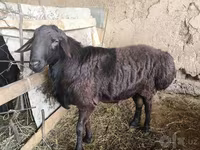 Kambing jantan, Hissar sheep — foto 1