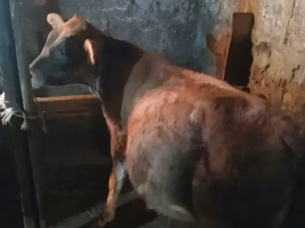 Бик, Говеда