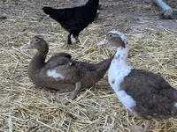 Turkeys — عکس 8
