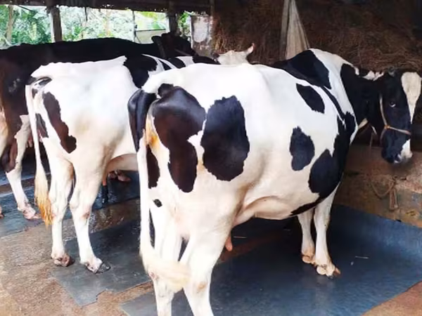 Cow, Holstein breed — Bangladesh