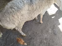 Ram, Karakul sheep — foto 6
