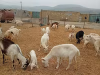 Ямаа, Saanen goat — 4 зураг