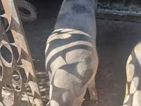 Schweine (Partie, Geschlecht nicht angegeben), Schweine — Foto 3