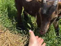 Koza, Nubian Goat — fotografija 3
