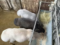Beran, Arashan sheep — foto 1