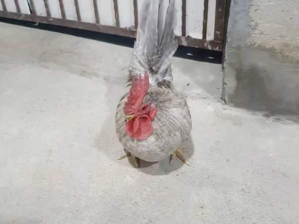 Chickens
