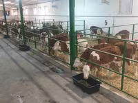 سانڈ, Simmental cattle — تصویر 5
