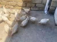 لگهورن — عکس 2