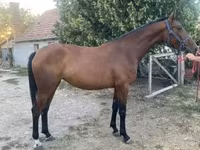 Hoppe, Kisber felver — foto 1