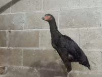 Chickens — عکس 3