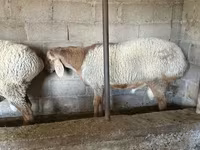 Ram, Arashan sheep — photo 5